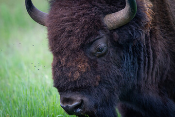 American bison portrait on green grass background.
