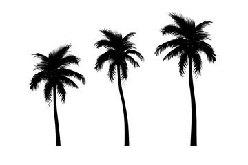 Silhouettes of palm trees isolated on transparent or white background, png