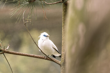 critically endangered bali starling 