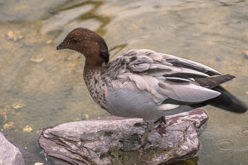 duck in a pond