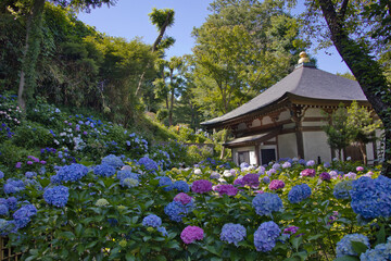 あじさい寺の風景