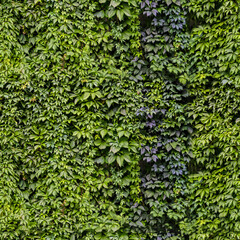 Seamless texture or pattern of wall creeping vine plants growing on a concrete with nice textures. 