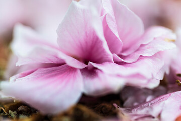 Fototapeta na wymiar Weisse und Rosafarbene welke Blütenblätter der Japanischen Zirkirsche liegen auf dem Boden unter dem Kirschbaum