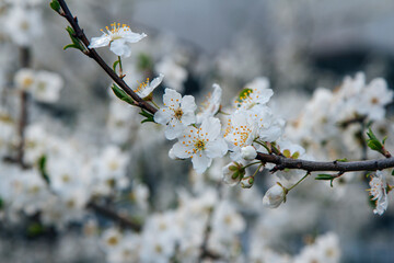 Beautiful blooming cherry tree branches with white flowers growing in a garden. Spring nature background.