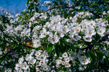 Beautiful blooming apple tree branches with white flowers growing in a garden. Spring nature background.