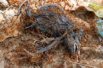 Weaver ants (Oecophylla smaragdina) dispose of the carcass of a bird in a tropical nature.