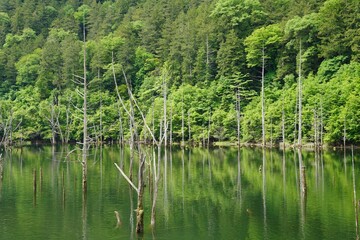 新緑の水鏡と立ち枯れの木々