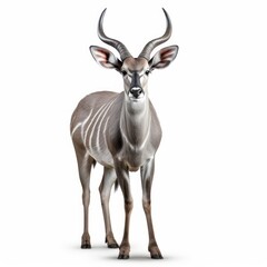 Greater Kudu Savanna Animal. Isolated on White Background. Generative AI.