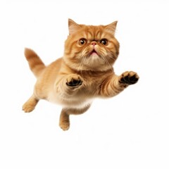 Jumping Exotic Shorthair Cat. Isolated on Caucasian, White Background. Generative AI.
