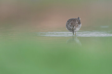 At hunt in the lake, the wood sandpiper (Tringa glareola)