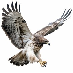 Fototapeta premium Martial Eagle Savanna Animal. Isolated on White Background. Generative AI.