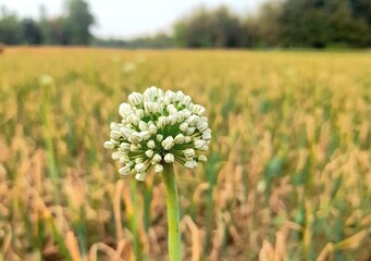 Beautiful blooming flower in garden 