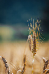Close-up of a ripe an ear of wheat near Saint Nazaire le Desert, in the Diois region of Drome,...