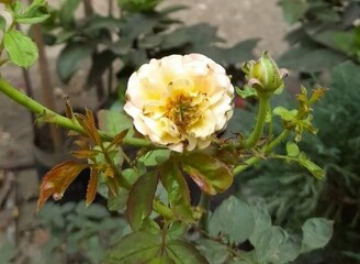 Beautiful blooming flower in garden 