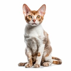 Fototapeta premium Sitting Devon Rex Cat. Isolated on Caucasian, White Background. Generative AI.