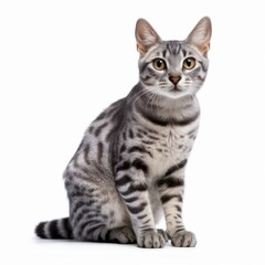 Sitting Egyptian Mau Cat. Isolated on Caucasian, White Background. Generative AI.