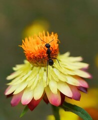 Beautiful blooming flower in garden 