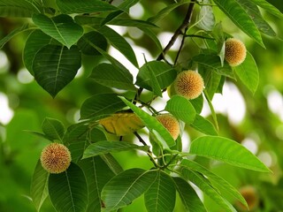 Beautiful blooming flower in garden 