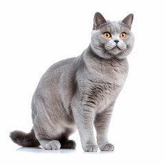 Obraz premium Standing British Shorthair Cat. Isolated on Caucasian, White Background. Generative AI.