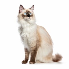 Standing Balinese Cat. Isolated on Caucasian, White Background. Generative AI.