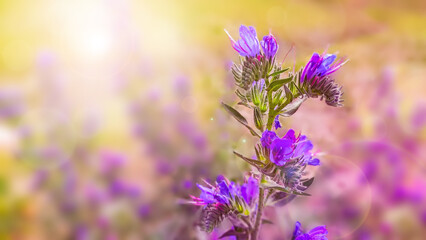Blurred background with purple wildflowers in the rays of the sun. Sunrise over a field covered with blooming lupins in spring or early summer with fog and clouds in the morning.