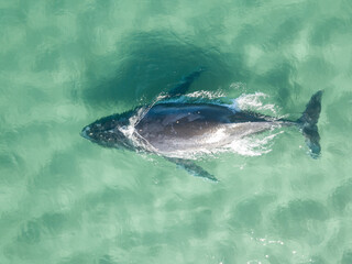 Fototapeta premium A top view of a humpback whale swimming in the shallow water