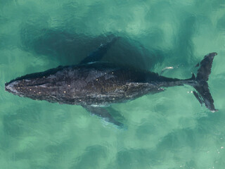 Fototapeta premium A top view of a humpback whale swimming in the water