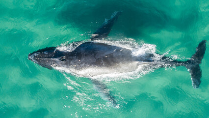 Fototapeta premium A top view of a humpback whale swimming in the water