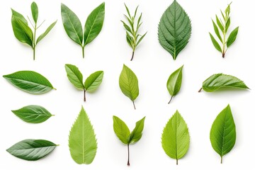 Set of green tea leaves isolated on white background. Generative AI