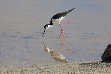Black necked Stilt