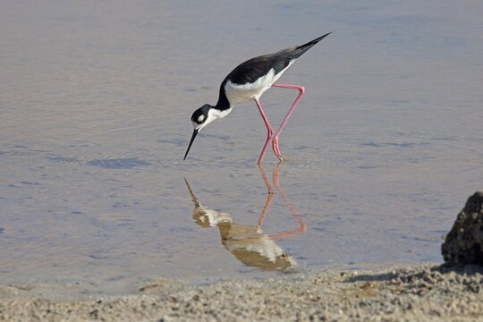 Black necked Stilt