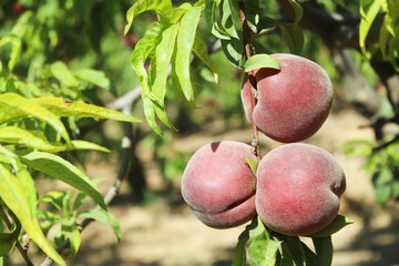 Ripe peaches on trees in the orchard.