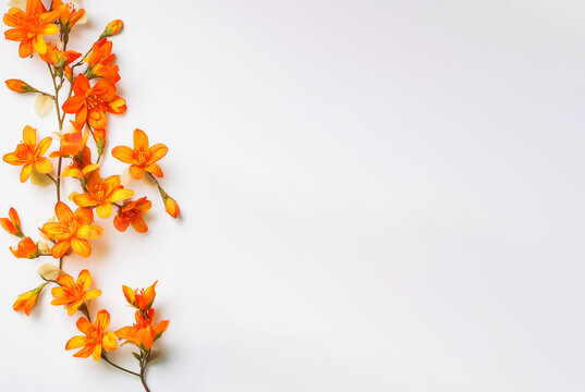 Orange flower on white background. Top view. Generative AI image.