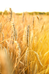 A captivating yellow wheat background design showcasing golden spikelets of wheat in a field at sunset. Symbolizing the beauty of agricultural harvest and the growth of nature. Closeup. Sunny