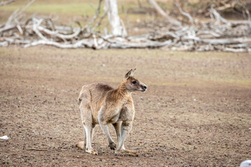 The eastern grey kangaroo (Macropus giganteus) is a marsupial found in the eastern third of Australia, with a population of several million. 