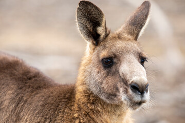 The eastern grey kangaroo (Macropus giganteus) is a marsupial found in the eastern third of...
