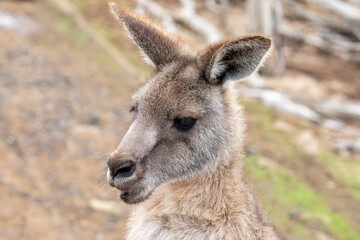 The eastern grey kangaroo (Macropus giganteus) is a marsupial found in the eastern third of...