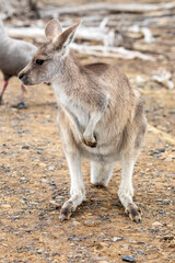The eastern grey kangaroo (Macropus giganteus) is a marsupial found in the eastern third of Australia, with a population of several million. 
