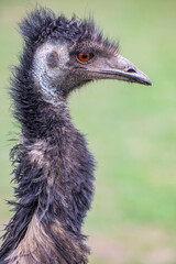 The emu (Dromaius novaehollandiae) is the second-largest living bird by height, after its ratite relative, the ostrich. It is endemic to Australia.