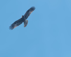 A Golden eagle in flight