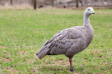 The Cape Barren goose (Cereopsis novaehollandiae) is a large goose resident in southern Australia. The species is named for Cape Barren Island, where specimens were first sighted by European explorer.