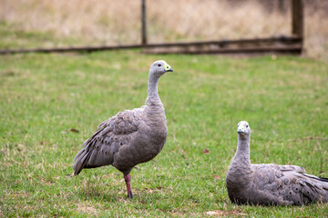 The Cape Barren goose (Cereopsis novaehollandiae) is a large goose resident in southern Australia. The species is named for Cape Barren Island, where specimens were first sighted by European explorer.