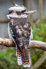 A Laughing kookaburra head closeup image.
It is a large robust kingfisher with a whitish head and a dark eye-stripe.
The laughing kookaburra is native to eastern mainland Australia.
