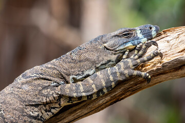 The lace monitor (Varanus varius) is a member of the monitor lizard family native to eastern Australia. It is monotypic; no subspecies are recognised. 