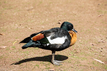 The Australian shelduck (Tadorna tadornoides) is a shelduck, a group of large goose-like ducks part of the bird family Anatidae.
They have a striking chestnut-coloured breast and black body. 
