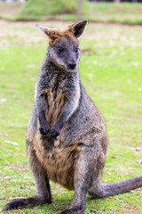 The swamp wallaby (Wallabia bicolor) is a small macropod marsupial of eastern Australia. 
The typical grey coat of the macropods varied with a dark brown to black region on the back. - obrazy, fototapety, plakaty