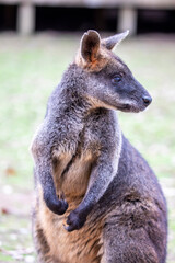 Naklejka na ściany i meble The swamp wallaby (Wallabia bicolor) is a small macropod marsupial of eastern Australia. The typical grey coat of the macropods varied with a dark brown to black region on the back.