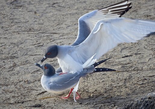 Swallow tailed Gulls mating