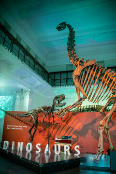 Sydney Australia 26th Mar 2023: skeleton of Jobaria tiguidensis and Afrovenator abukensis in Australian musuem. 