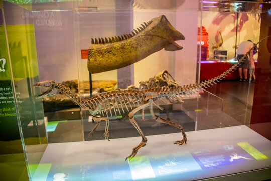 the  cast of eoraptor lunensis in Australian musuem. 
A genus of small, lightly built, basal sauropodomorph. One of the earliest-known dinosaurs.